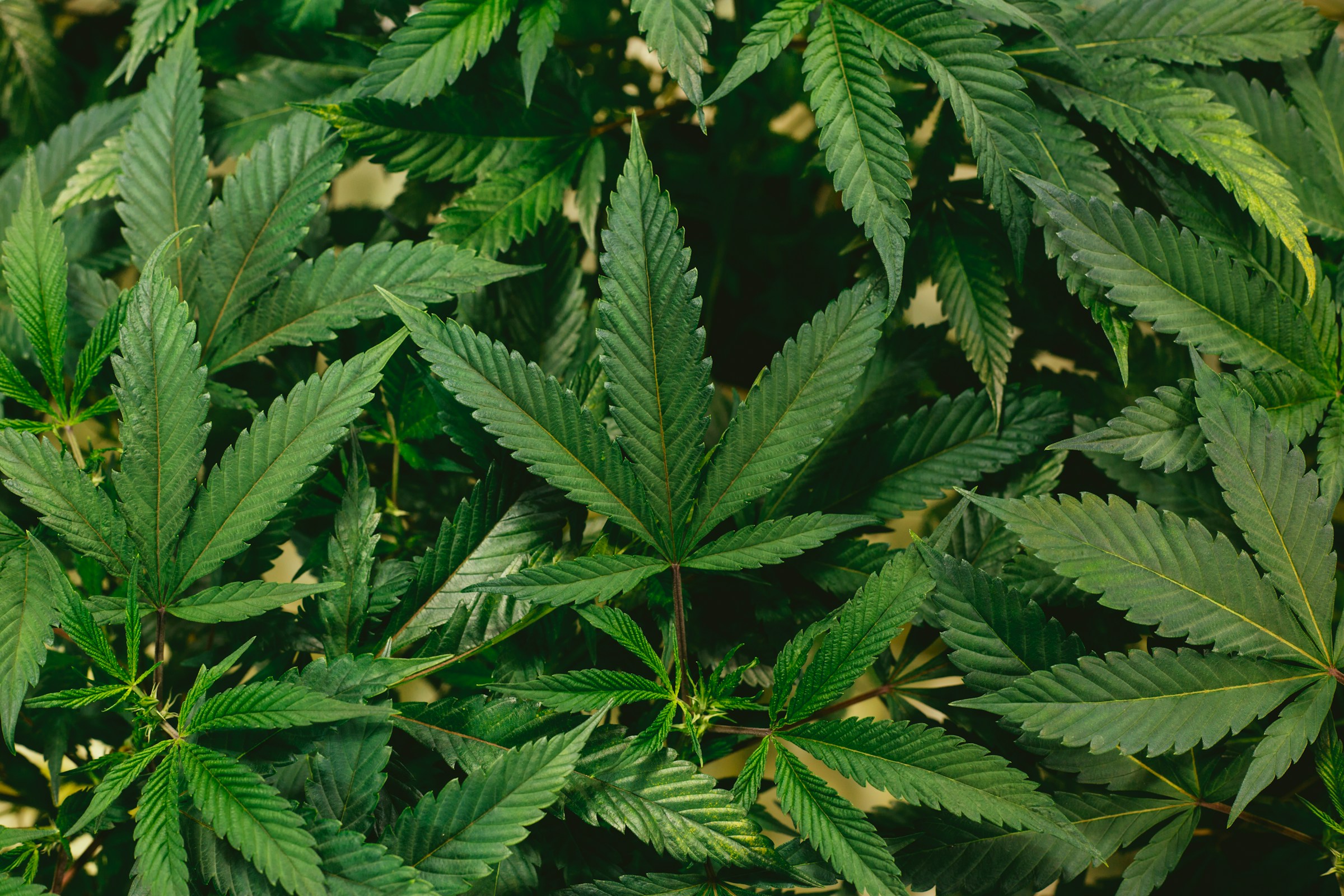 Overlapping cannabis leaves in a stock photograph